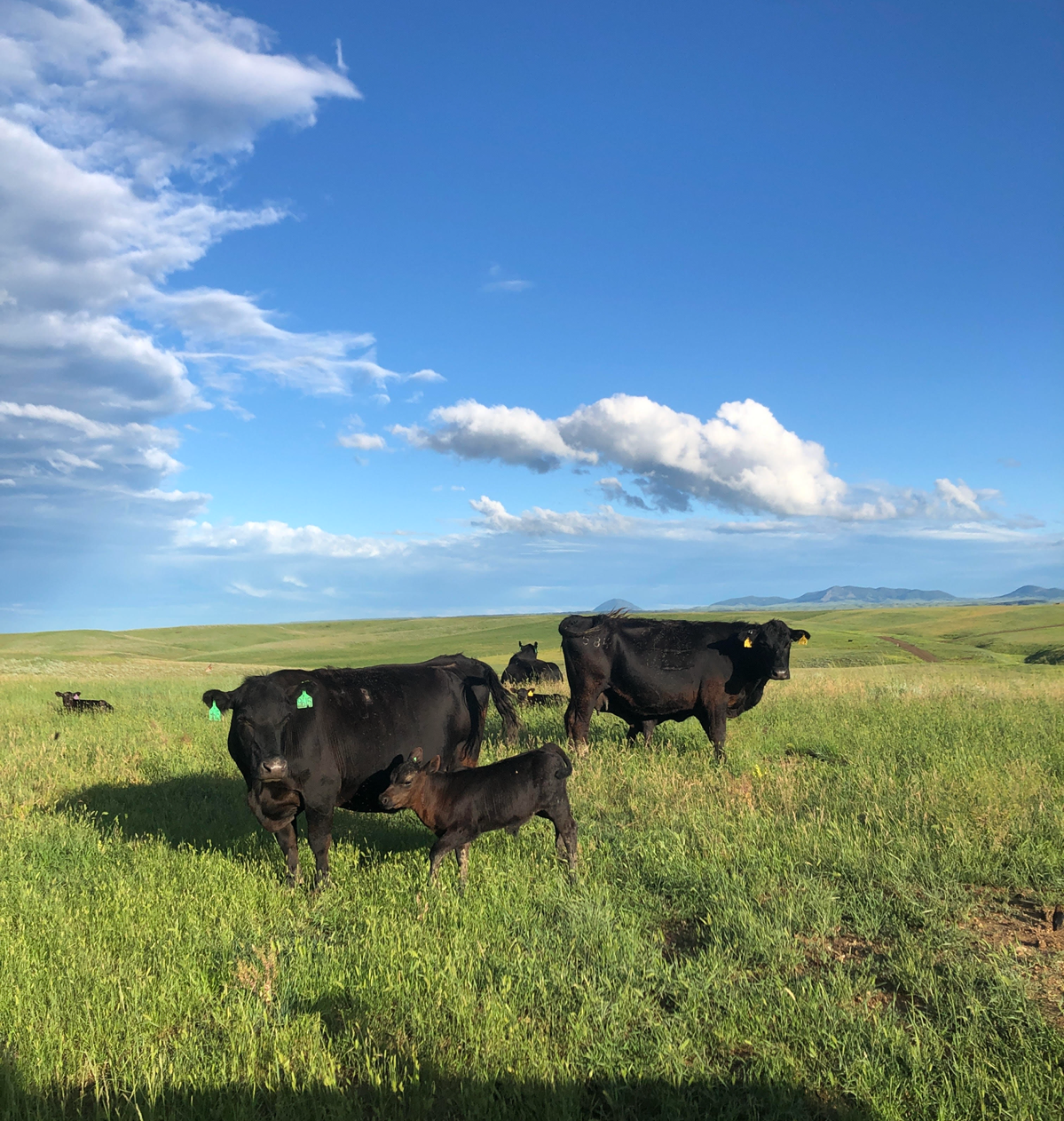 happy black angus cows and calves grazing green grass in montana 